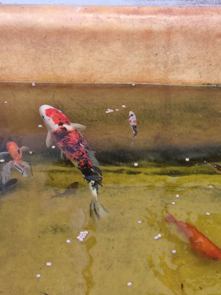 Poisson de bassin de diff&eacute;rentes tailles et couleurs 5 59290 Wasquehal