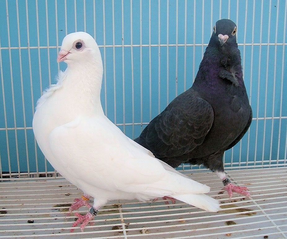 pigeon figuritas 25 13009 Marseille