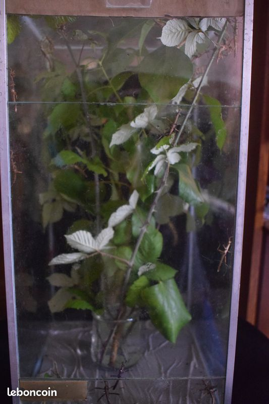 phasmes sungaya inexpectata .  16100 Cognac