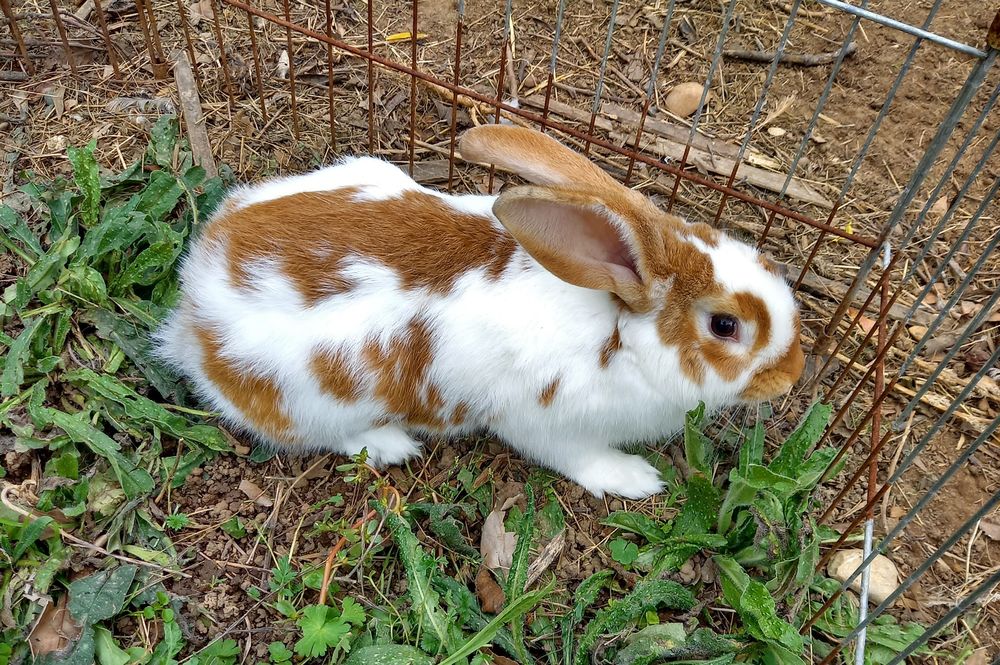 Grands lapins 8 07200 Aubenas