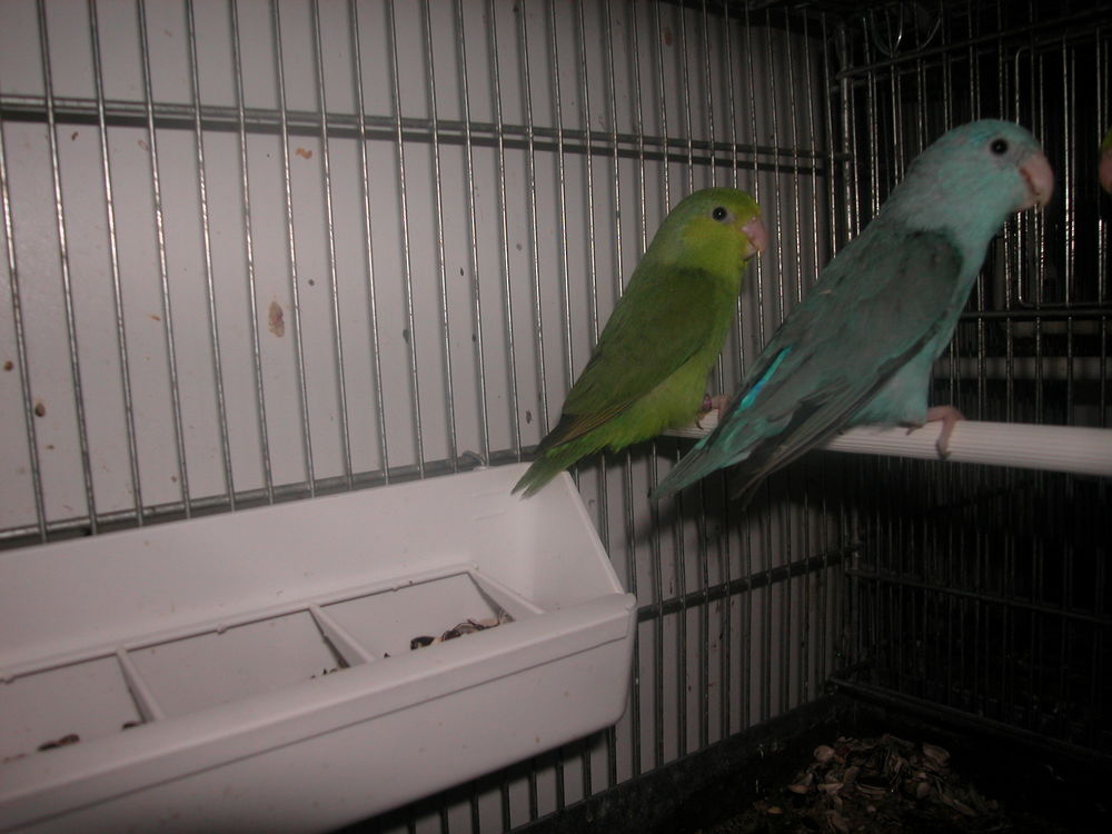 a c&eacute;der tou&iuml; c&eacute;lestes 60 01540 Vonnas