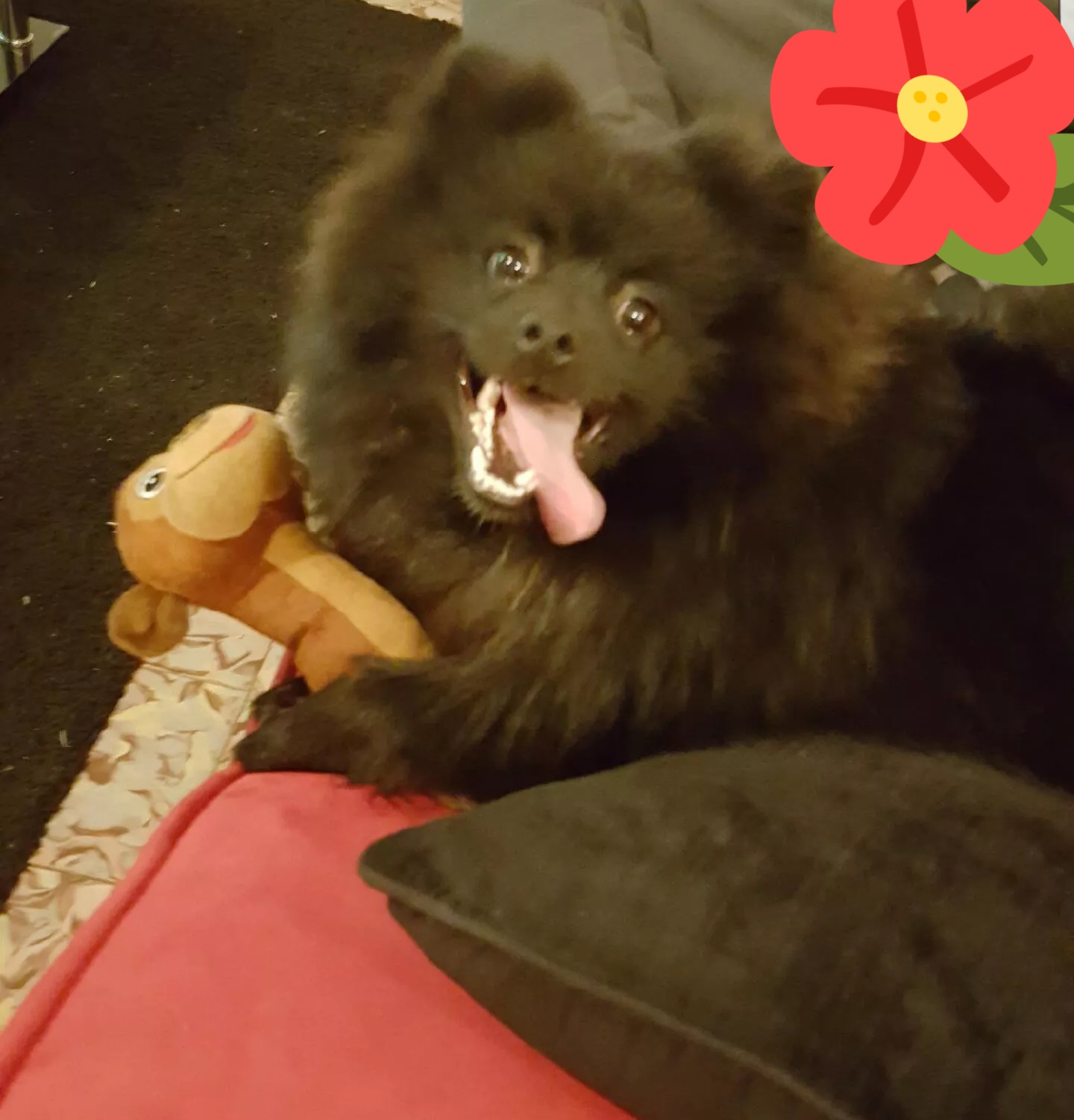 Saillie spitz 
300 71360 �pinac