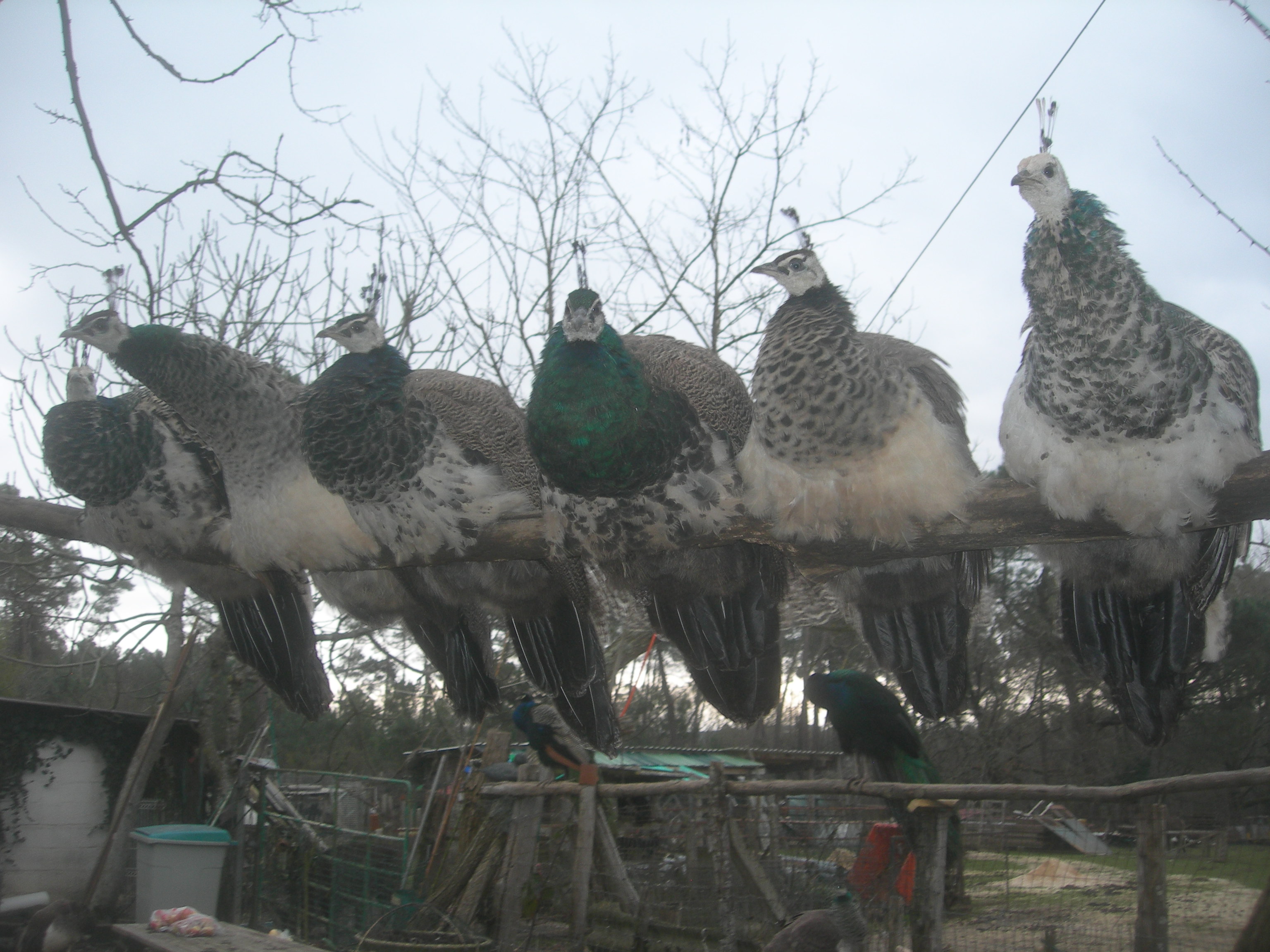 volaille 70 24600 Rib�rac