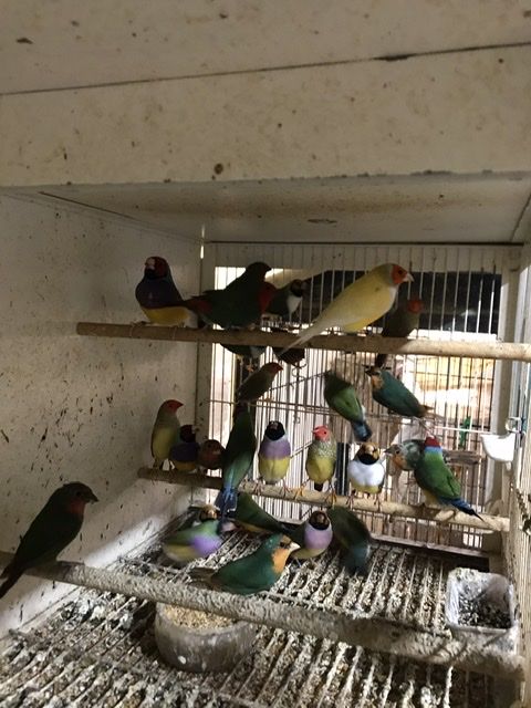 Pape de Noum&eacute;a 60 31600 Muret