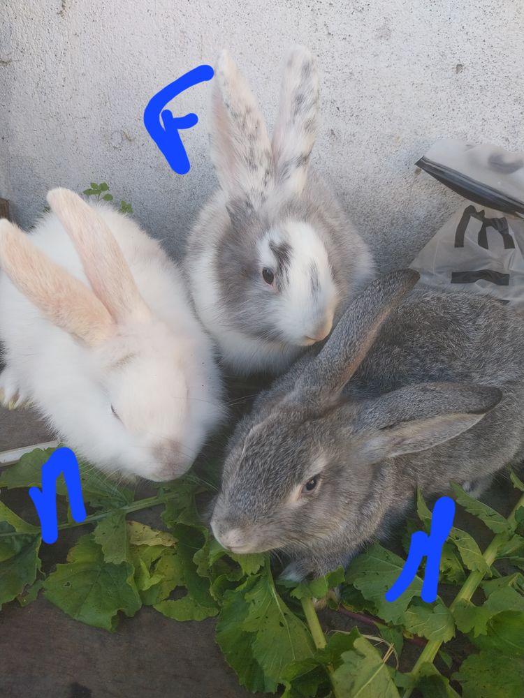 lapins 12 45500 Saint-martin-sur-ocre