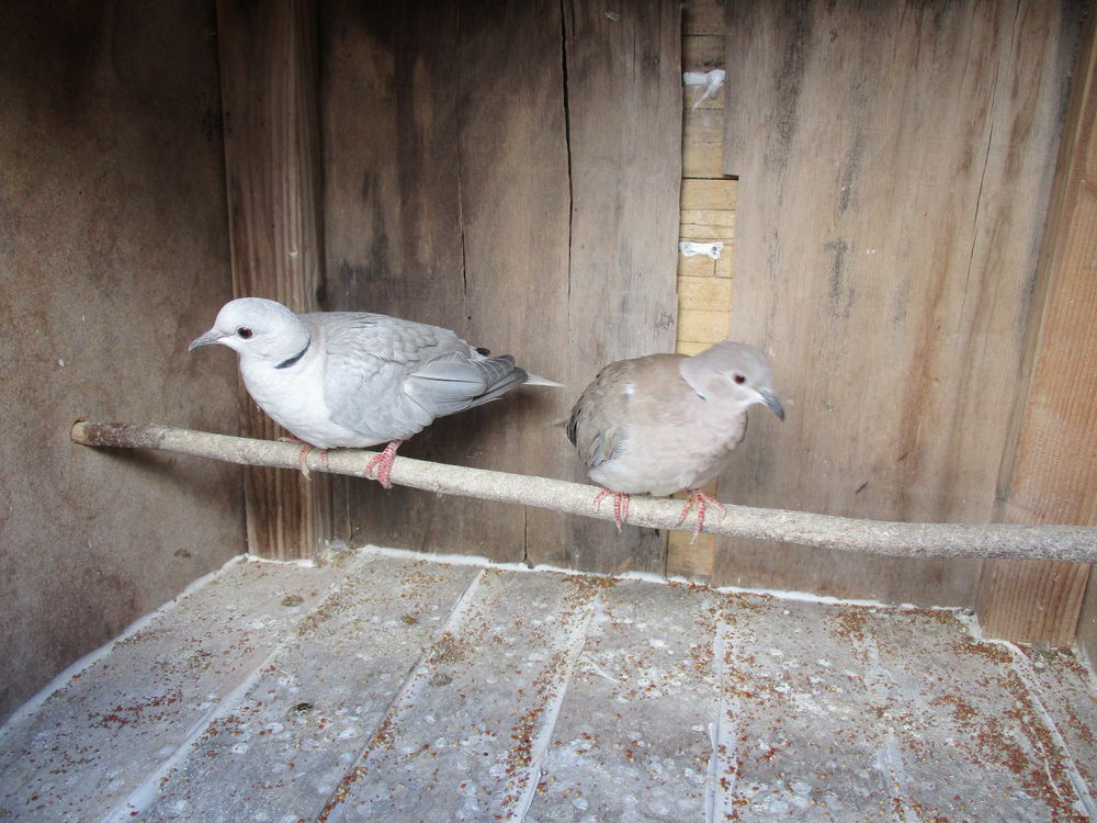 tourterelles 10 45340 Chambon-la-for�t