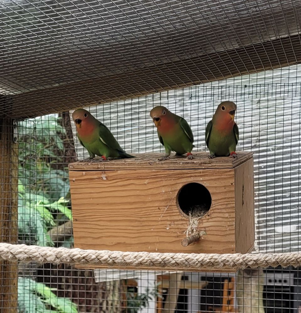 Ins&eacute;parables Ros&eacute;icollis 25 40480 Vieux-boucau-les-bains