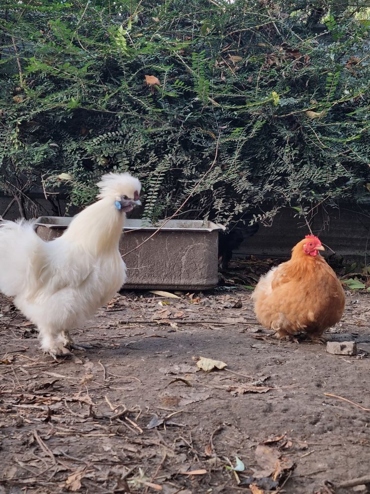 Poule, coq... 20 59290 Wasquehal