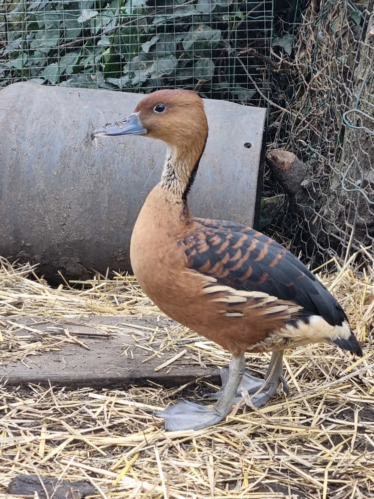 Canard et cane 45 59290 Wasquehal