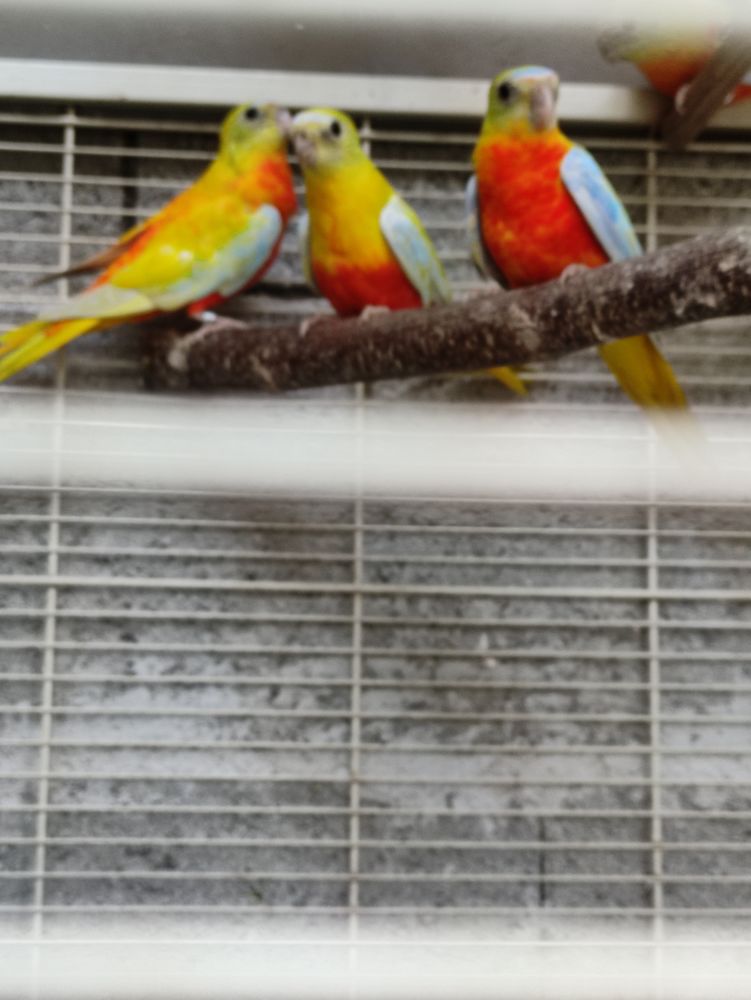 turquoisines dos jaune et dos rouge 40 85440 Grosbreuil