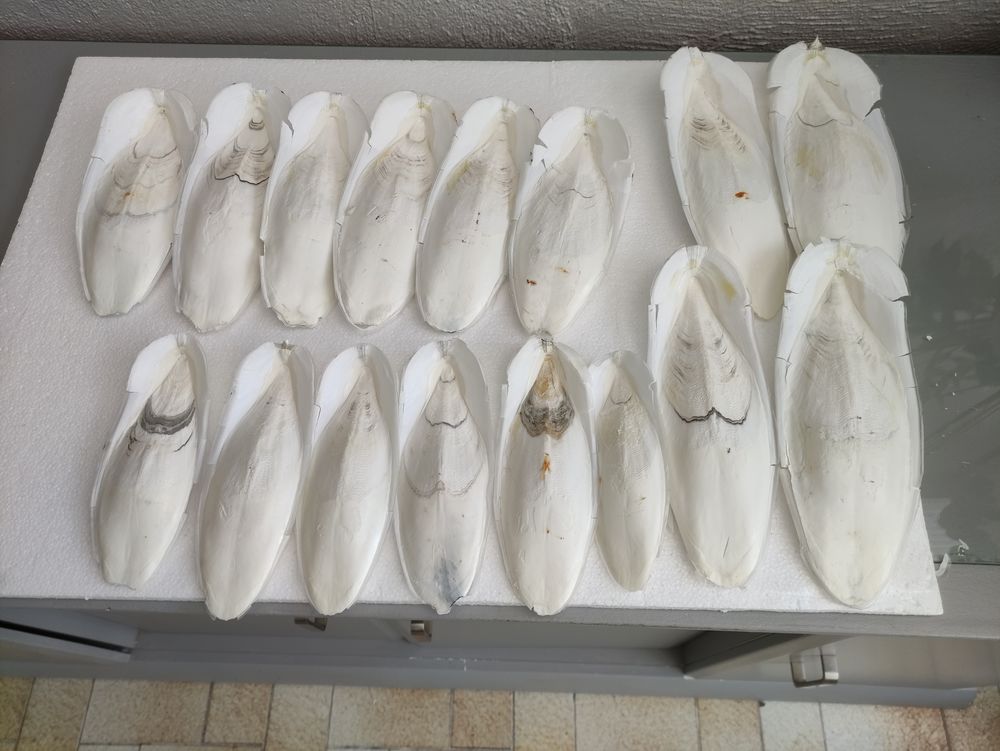 os de seiches 11 85440 Grosbreuil