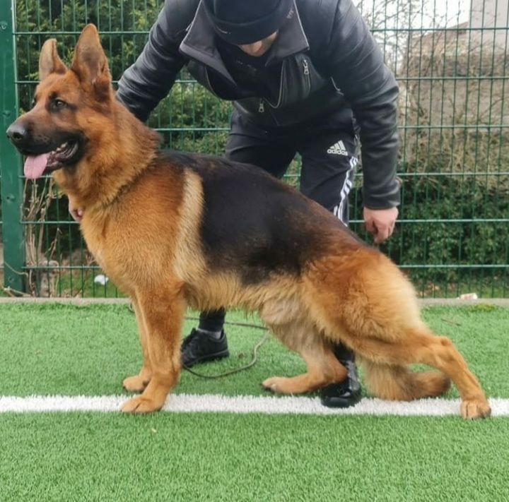 Disponible pour saillies 300 39100 Brevans