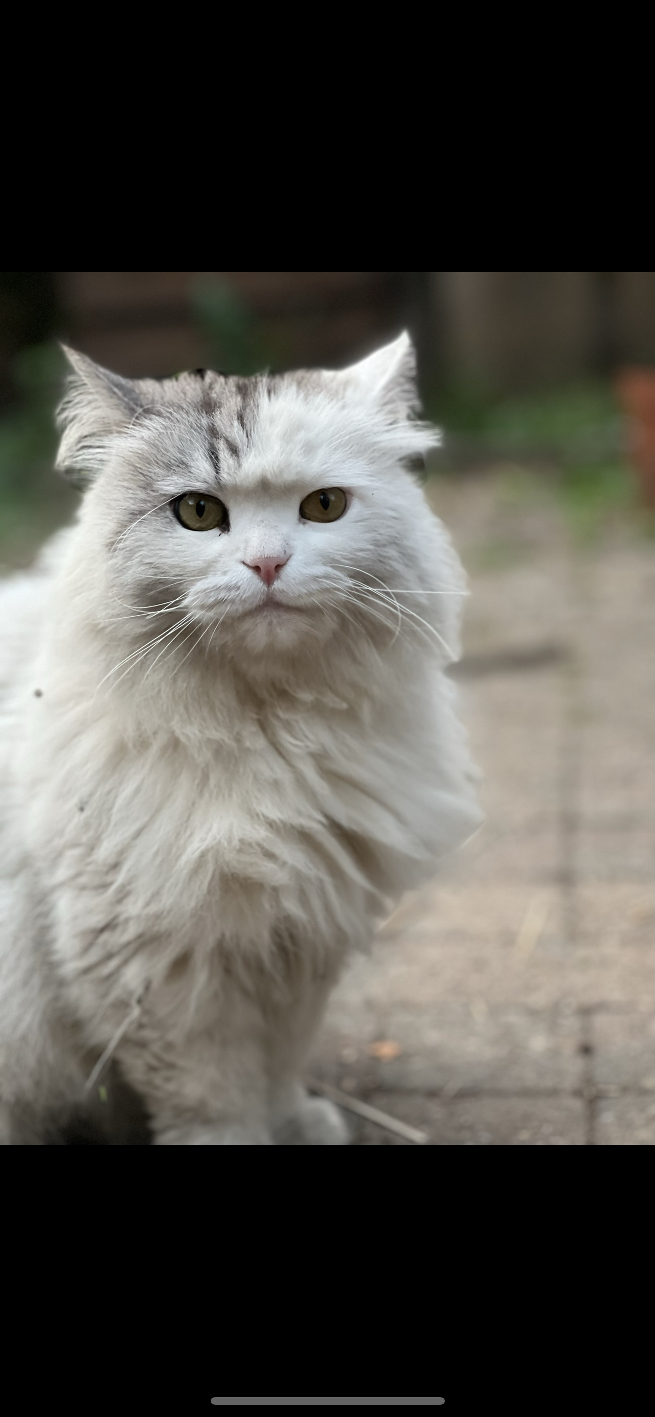 DISPARITION CHAT POILS LONG BLANC 0 77310 Saint-fargeau-ponthierry