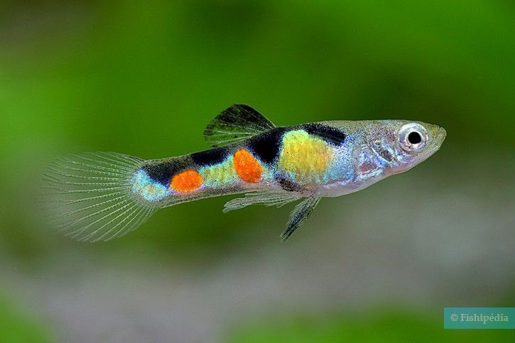 poissons Guppy Endler 1 72400 La fert�-bernard