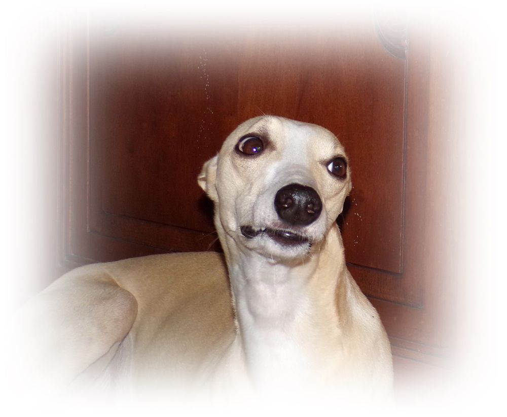 Arlen, chien L&eacute;vrier Whippet, disponible pour saillie 600 18340 Sainte-lunaise