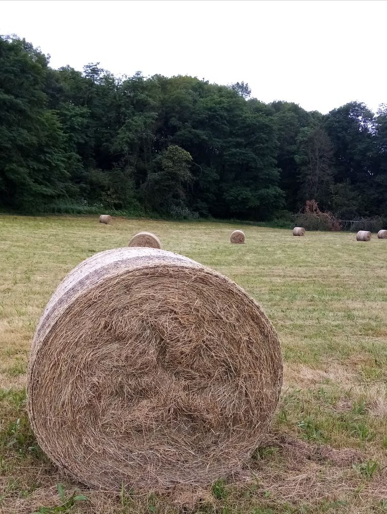 Foin de l'ann&eacute;e 2023 10 65150 An�res