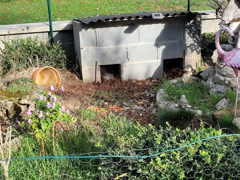 Recherche tortue de terre femelle
1 81340 Cadix