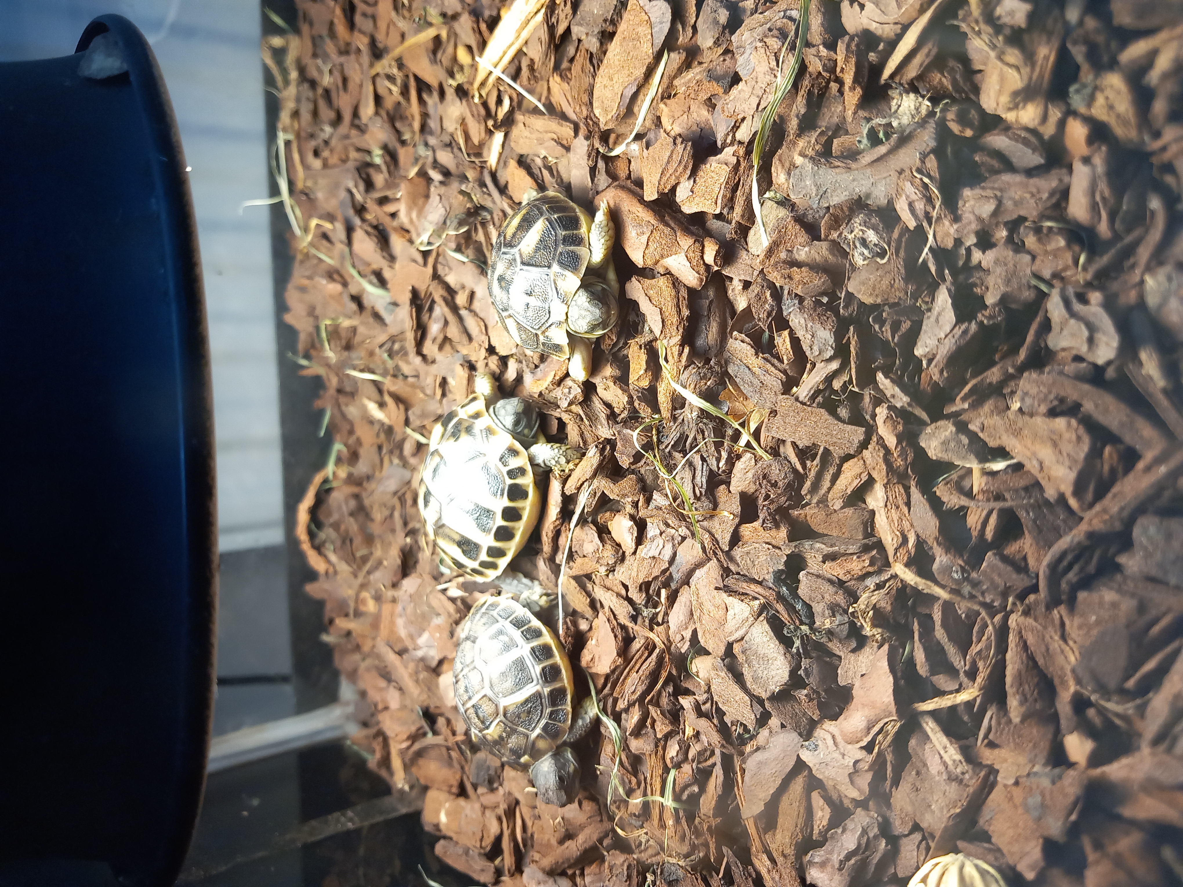 tortues ? 100 28480 Thiron gardais