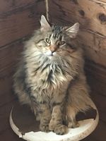Chatons maine coon inscrits au LOOF 850 84700 Sorgues