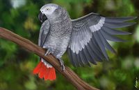 Je recherche un gris du Gabon femelle 1 17400 Saint-jean-d'angly