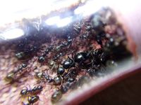 Colonie de fourmis / formica 50 59210 Coudekerque-branche
