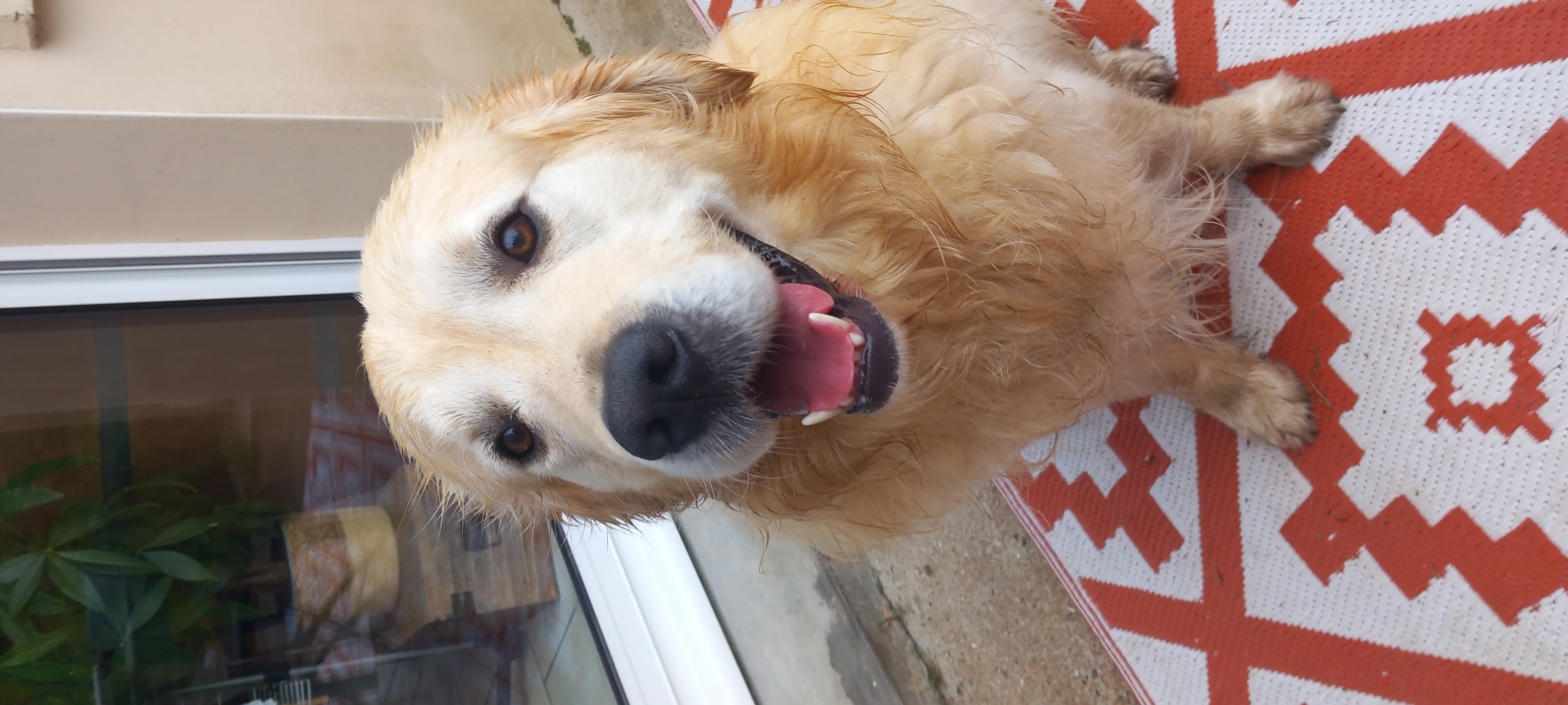 Golden pour saillie 0 44570 Trignac