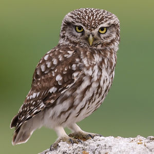 CREATION ASSOCIATION DE SAUVEGARDE DE LA FAUNE SAUVAGE 1 69700 Givors