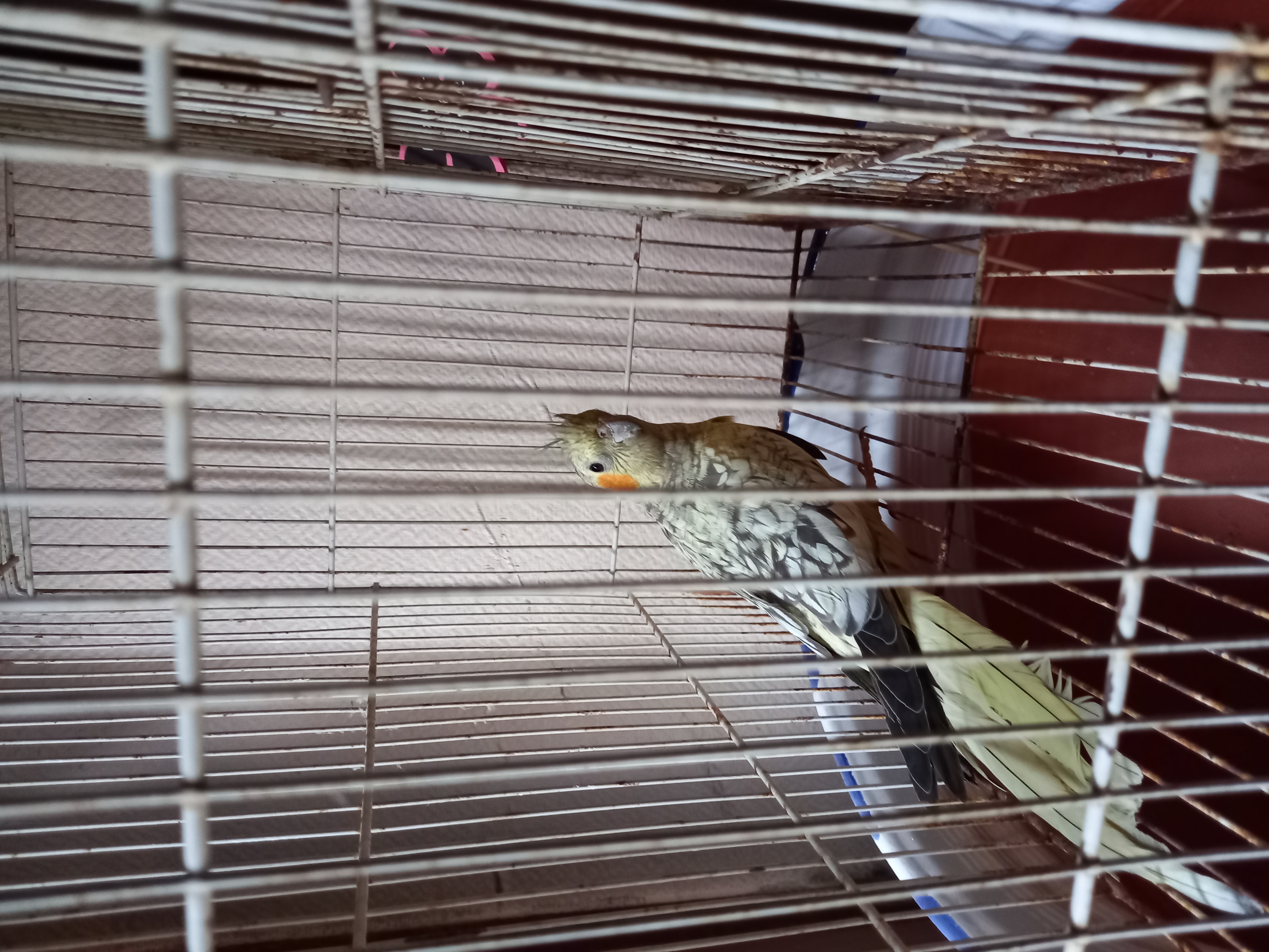 Callopsittes perl&eacute;es 20 11500 Quillan