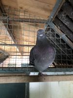 Pigeons BISET croisés CAUCHOIS 20 83136 La roquebrussanne