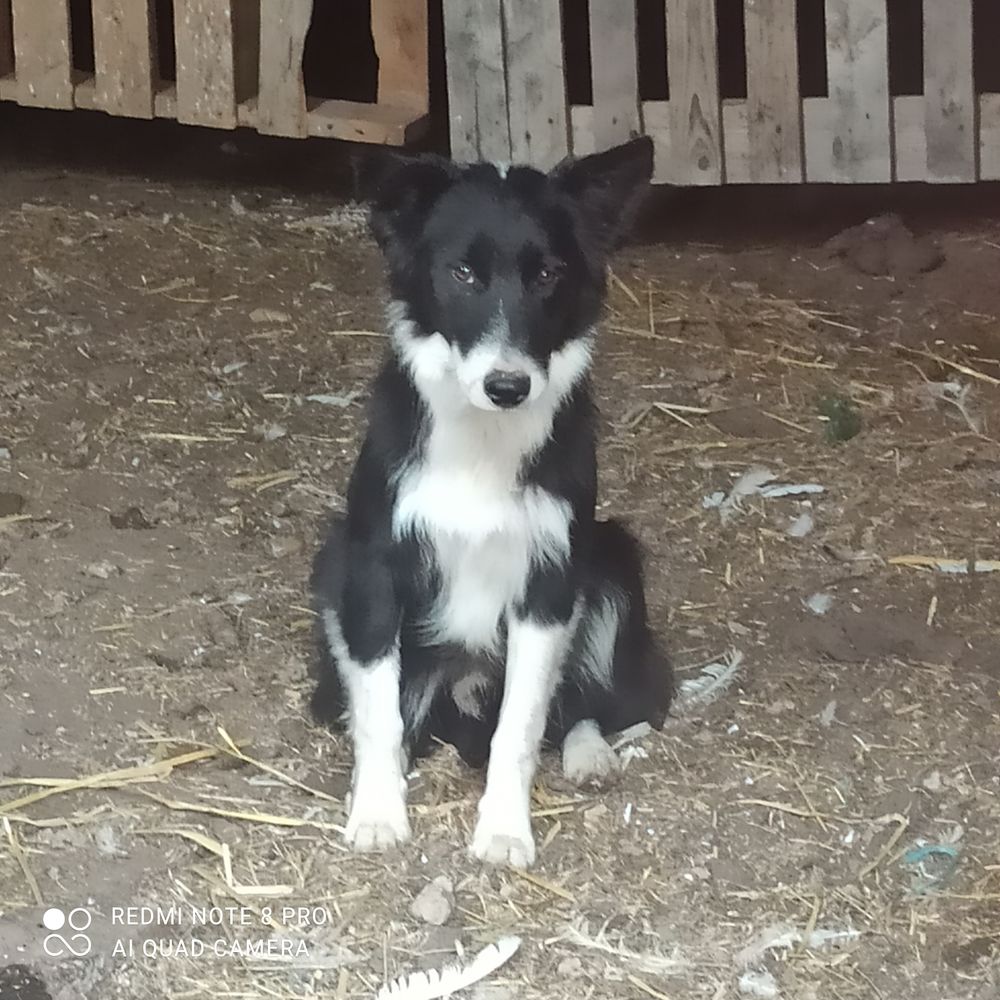 jeunes chiens 400 38260 Pajay