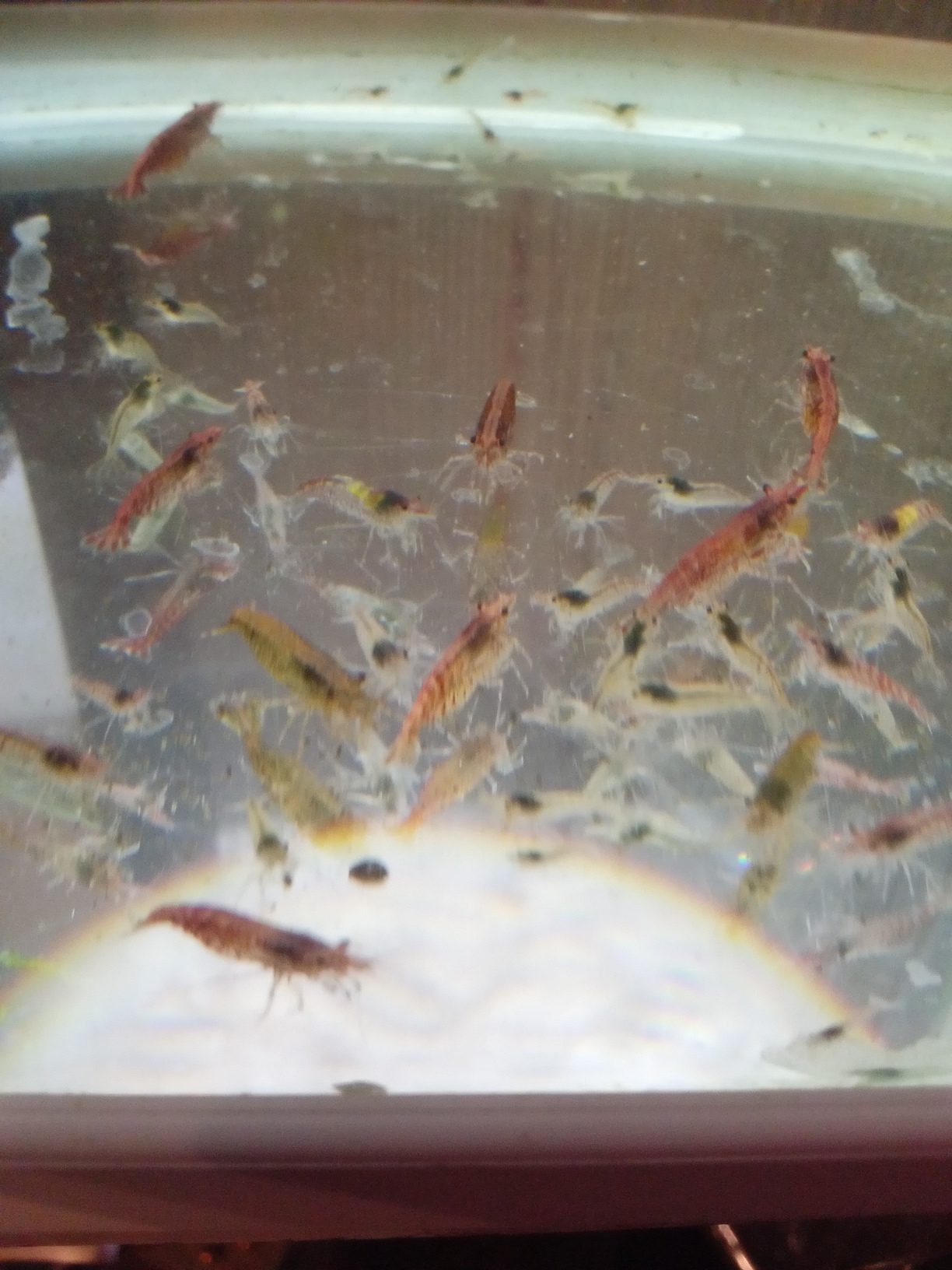 Crevettes Red Cherry d&eacute;class&eacute;es 1 68200 Mulhouse