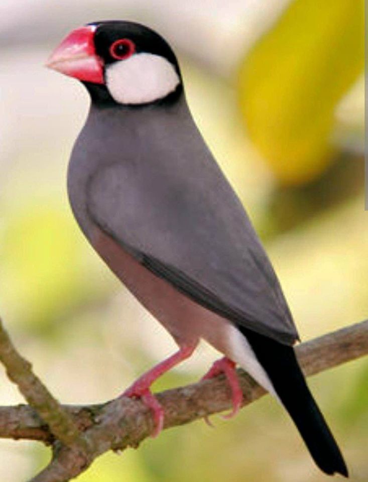 oiseaux paddas de java 15 59171 Hornaing