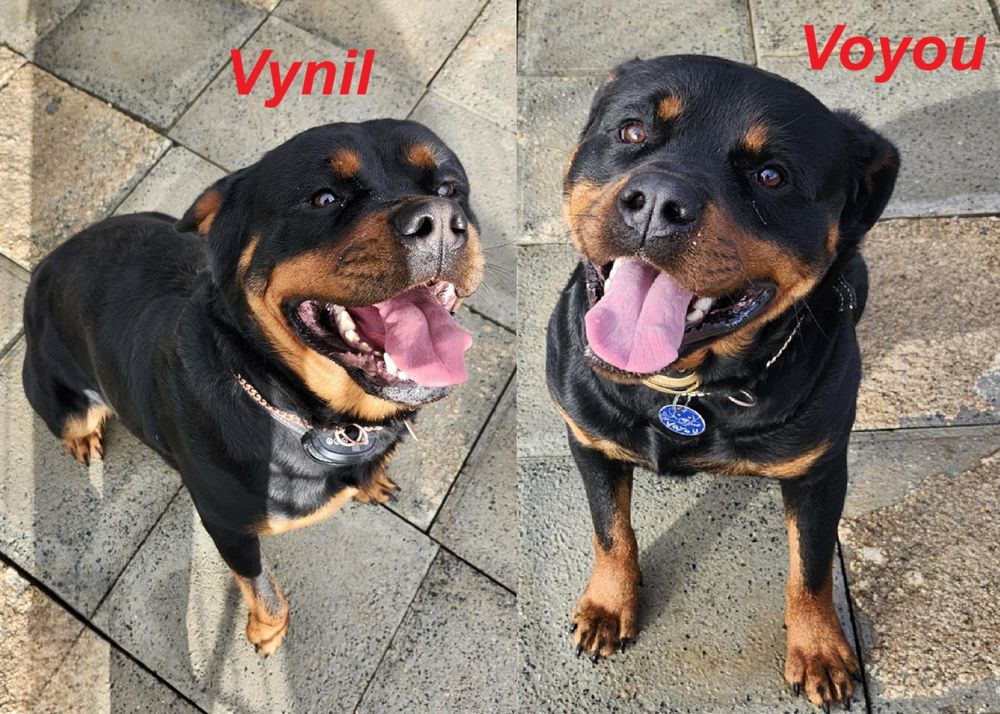 A r&eacute;server Chiots Rottweiler 970 79600 Airvault