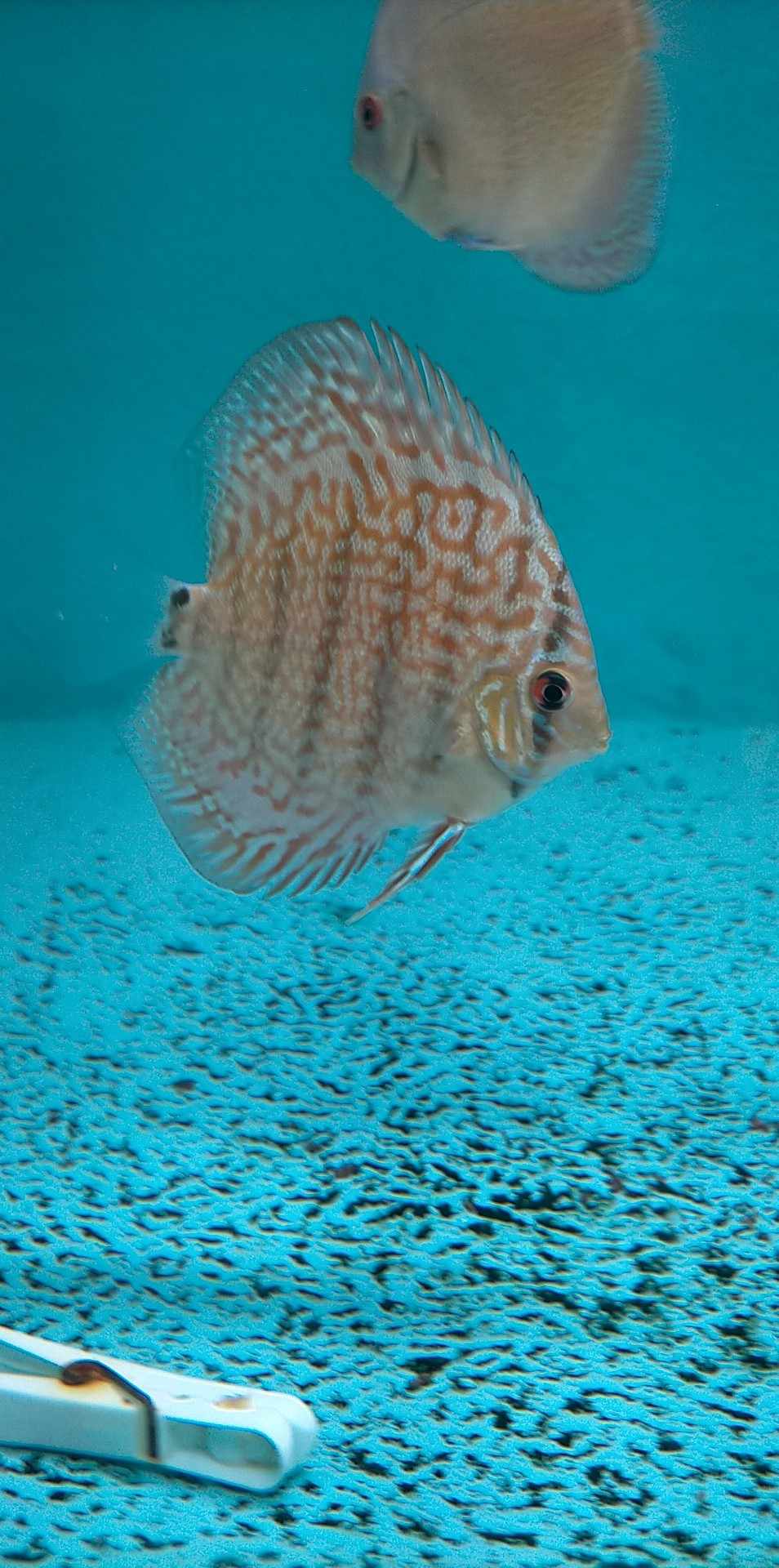  discus 1 44390 Casson