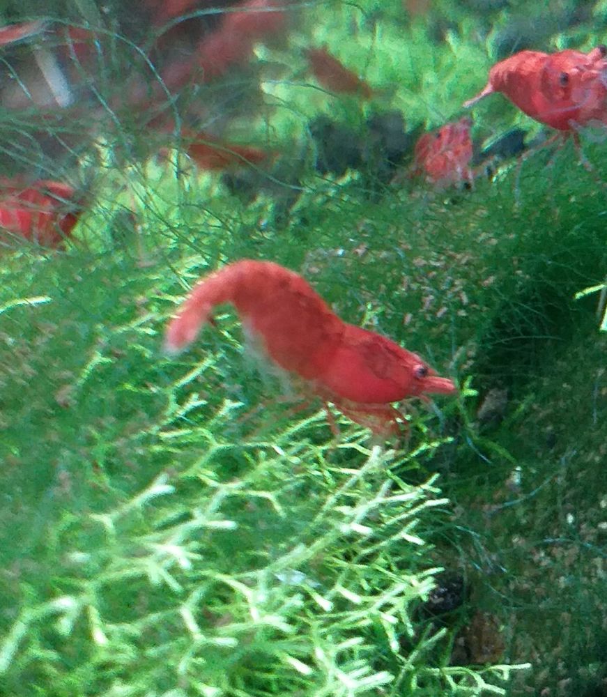 Crevette Red Fire. 1 67390 Marckolsheim