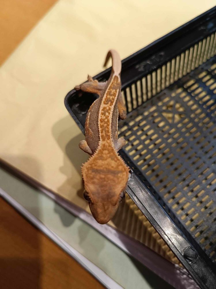 Geckos &agrave; cr&ecirc;te juv&eacute;niles 60 67200 Strasbourg