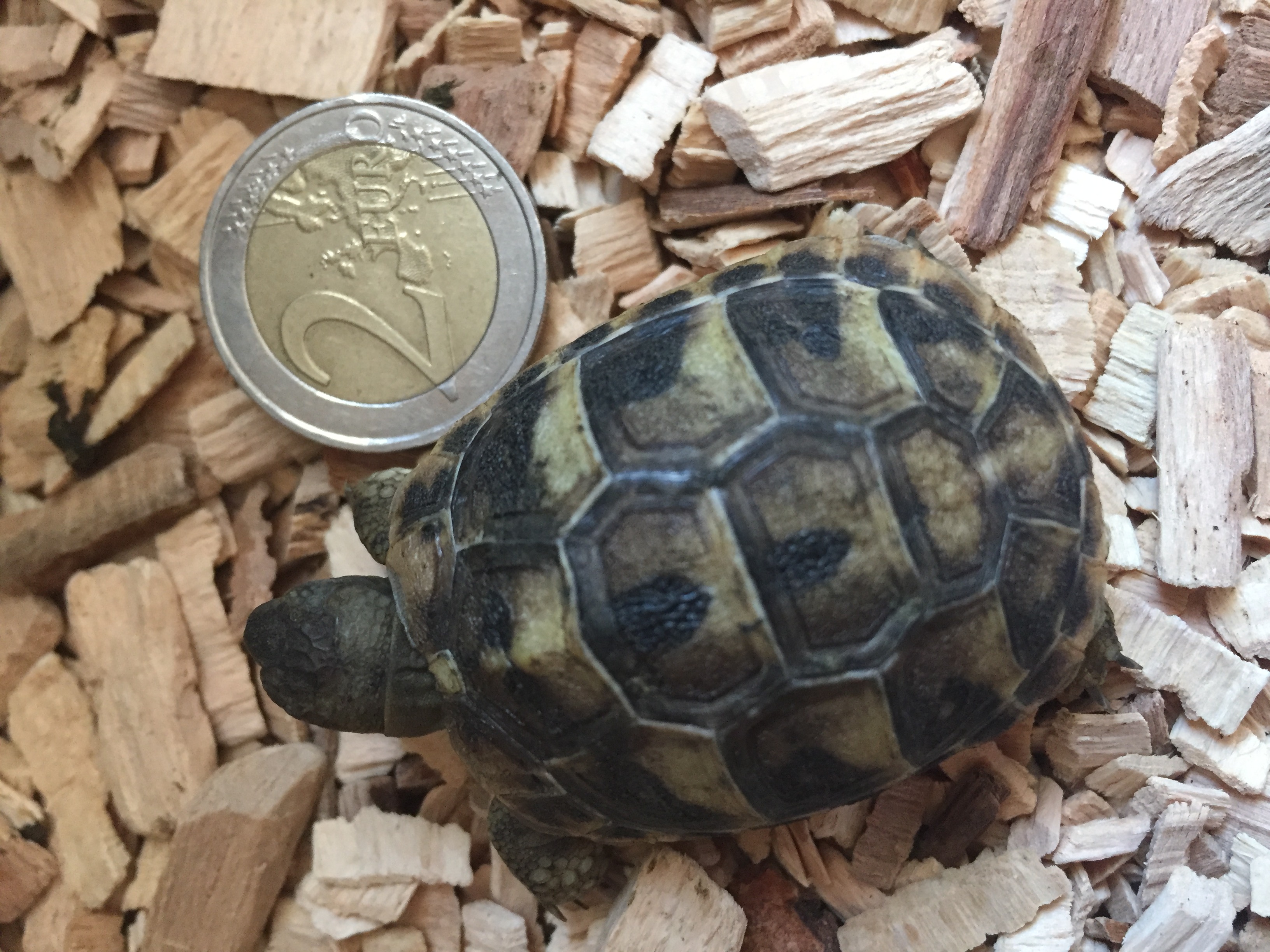 BB Tortues Gr&egrave;que n&eacute;es dans l'&eacute;t&eacute; 40 30600 Vauvert