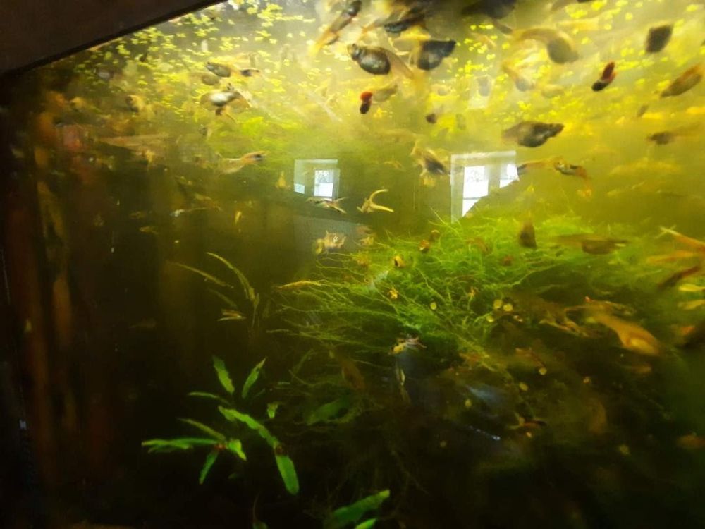  guppys endler
1 60700 Fleurines