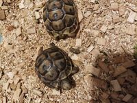 Adorables bébés tortues de terre 40 34500 Bziers