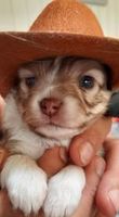Chihuahua miniature 1500 33590 Saint-vivien-de-mdoc