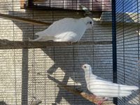 Couple de colombe blanche 50 17130 Salignac-de-mirambeau