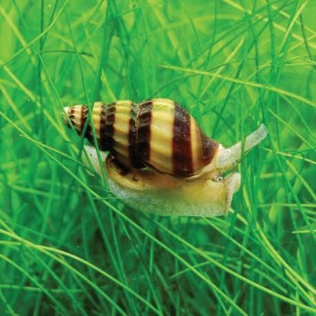 Escargot Anentome helena 1 71230 Saint-vallier