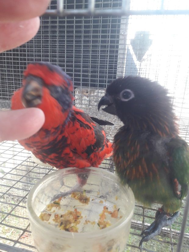 C&egrave;de Lori &eacute;os r&eacute;ticulatas Male seul ,ou couple &eacute;lev&eacute; main 600 24110 Saint-l�on-sur-l'isle