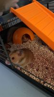 Bébé hamster doré 5 31120 Portet-sur-garonne