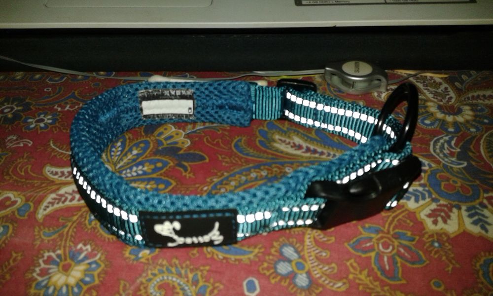 collier petit chien 7 44600 Saint-nazaire