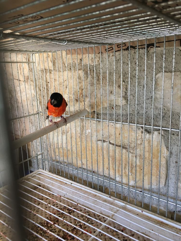  tarin du Venezuela 30 16260 Chasseneuil-sur-bonnieure