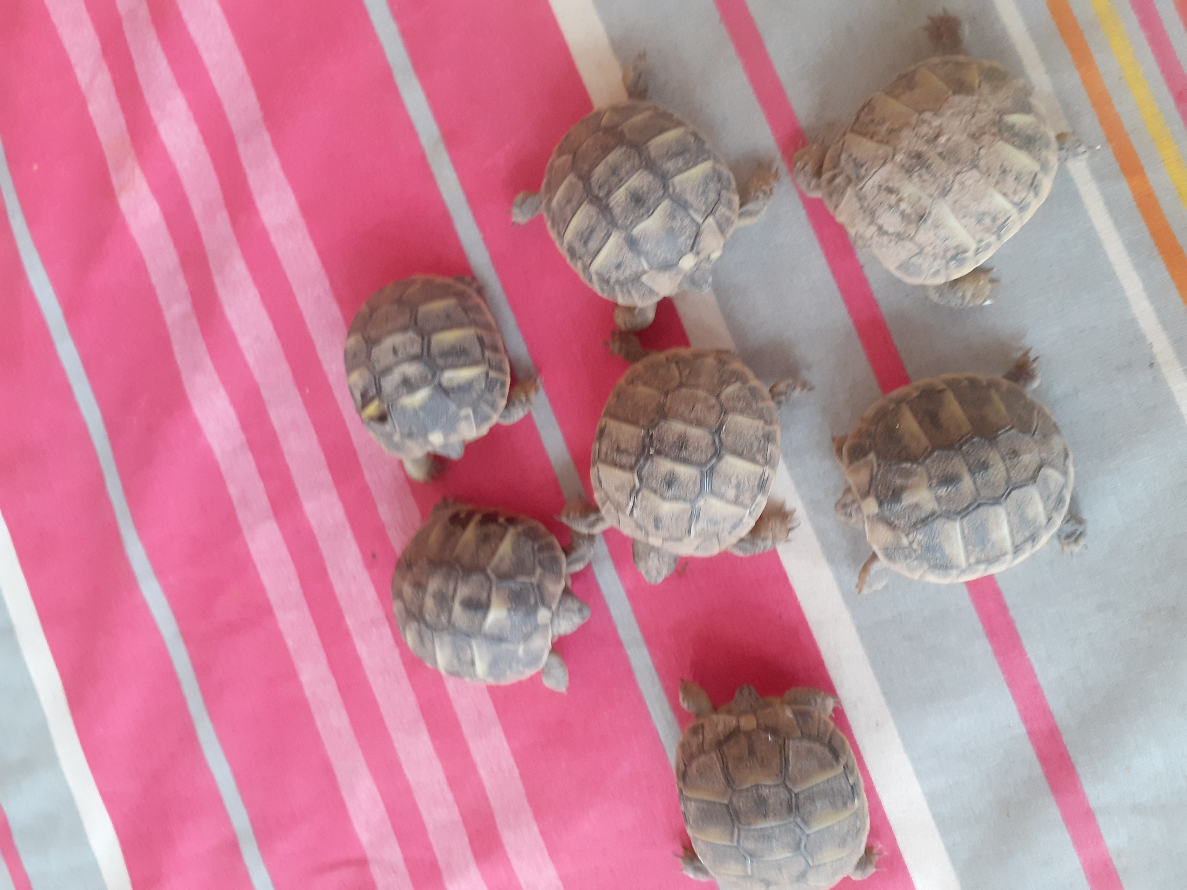 Tortues jeunes n&eacute;es en septembre 2024 50 11570 Villefloure