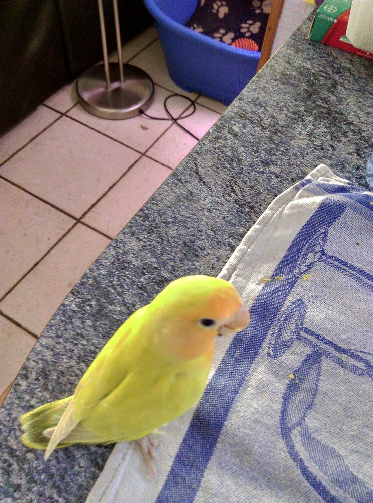 &eacute;leveur amateur cede inseparables EAM 100 33740 Ar�s