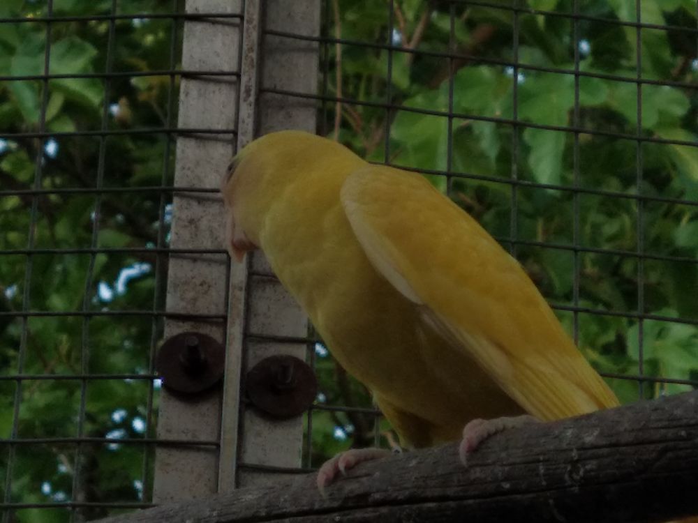 T&ecirc;te de prune mutation 100 16470 Saint-michel