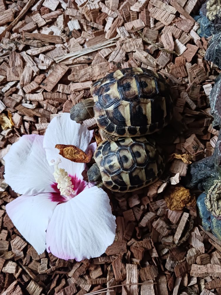 Tortues graeca n&eacute;es dans l'&eacute;t&eacute; 40 30600 Vauvert